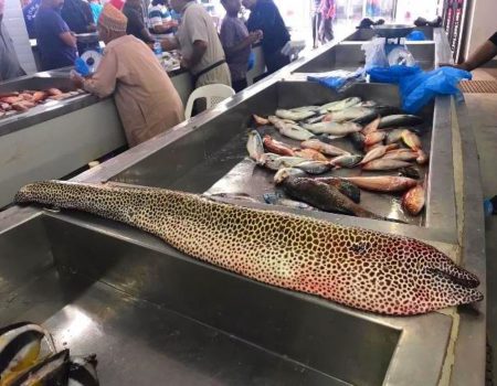 Fish Market 10