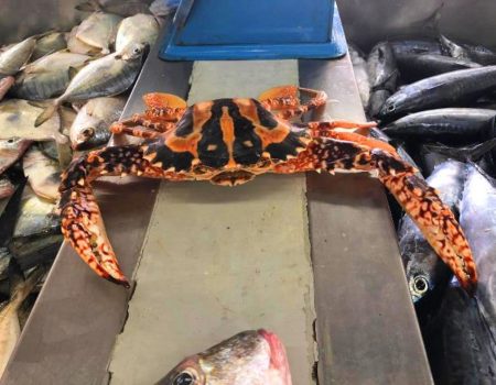 Fish Market 11