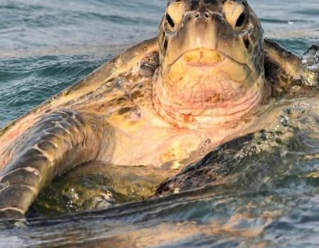 Turtle 7