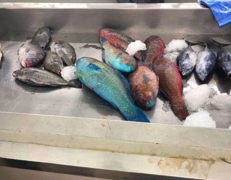 fish Market 15